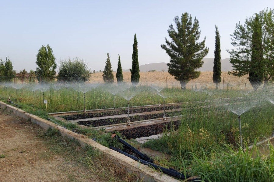 تحقق اجرای طرح کاشت یک میلیارد درخت با مشارکت بانوان