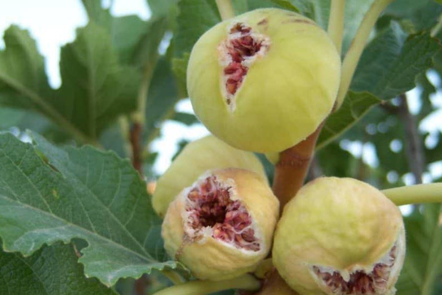 نی ریز فارس یکی از قطب های تولید انجیر در کشور