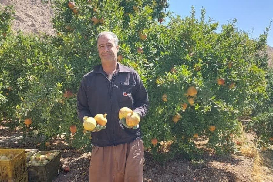 بیش از 22 هزار تن انار از باغات شهرستان مرودشت برداشت شد