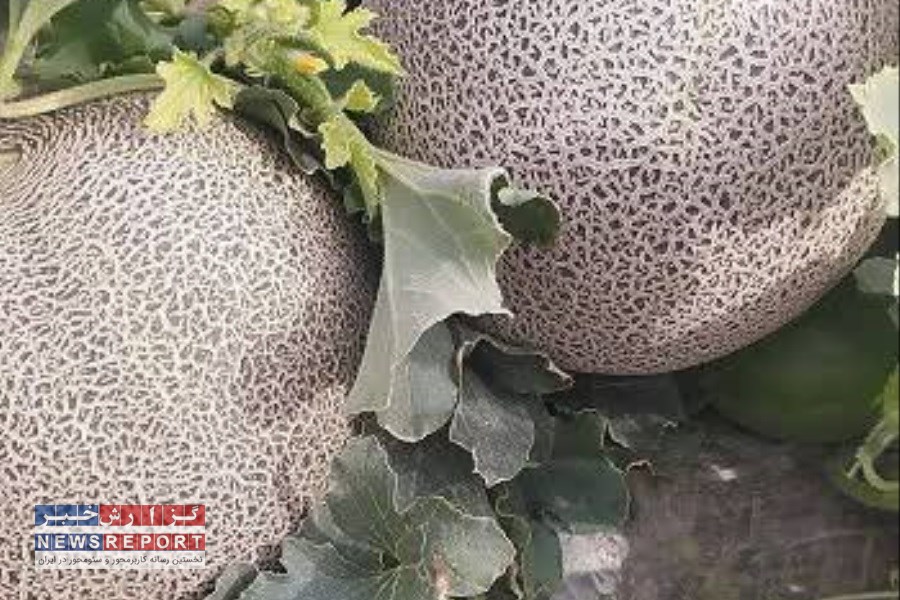 برداشت محصولات سبزی و صیفی در خنج آغاز شد