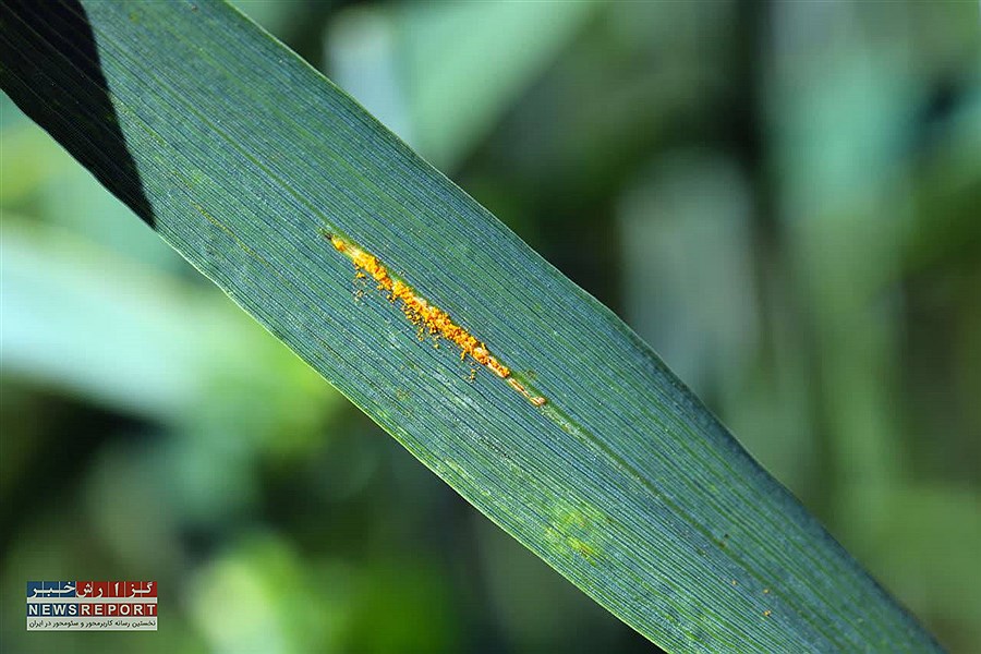 استمرار در مبارزه با بیماری های غلات در مزارع بیضا