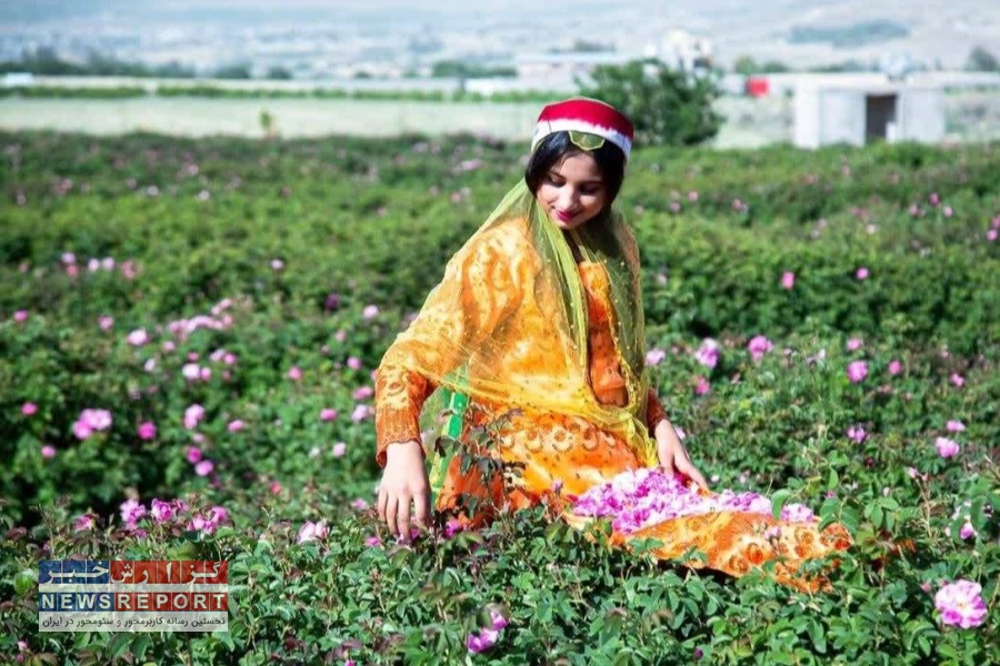 اهتمام وزارت کشاورزی بر صادرات گیاهان دارویی با تکمیل زنجیره ارزش