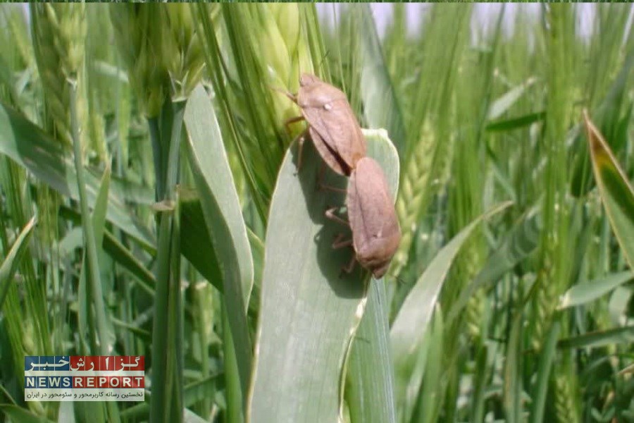 آغاز مبارزه علیه افت سن گندم در 3 هزار هکتار مزارع کوار