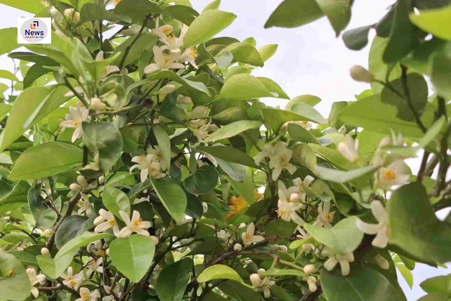 برداشت شکوفه‌های بهار نارنج از باغ‌های فارس آغاز شد