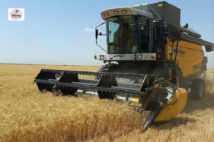 80 درصد مزارع جو در بیضا برداشت می‌شود